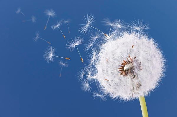 dandelion seeds fly across a blue sky